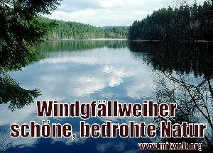 Windgfällweiher: Schöne bedrohte Natur im Schwarzwald