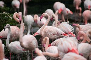 Neue Impfstudie in Schweizer Zoos: Schutz von Zoovögeln gegen Vogelgrippe