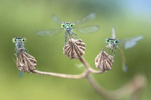 „Facettenreiche Insekten: Vielfalt, Gefährdung, Schutz“