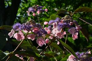 Garten der Herrenmühle Bleichheim im August